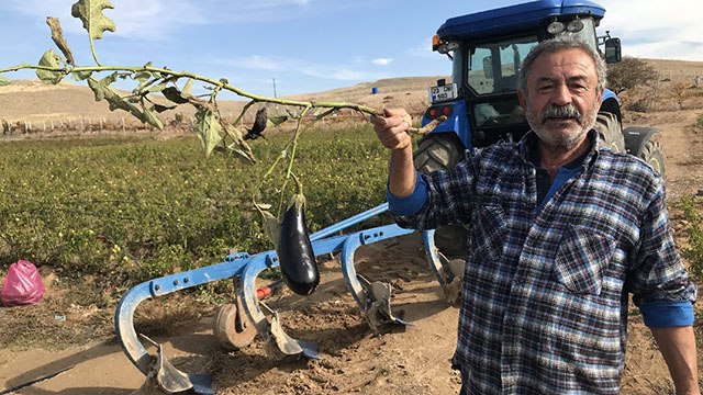 Marketteki fiyatlara kızdı, tarlasını vatandaşlara ücretsiz açtı