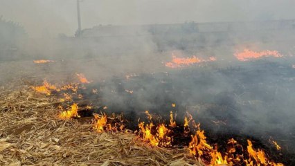 Tarlada çıkan yangında tonlarca mısır kül oldu