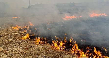 Tarlada çıkan yangında tonlarca mısır kül oldu