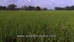 Green paddy fields growing with rice in Uttar Pradesh