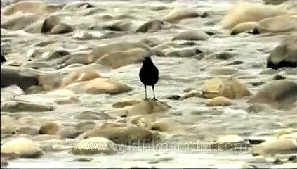 Himalayan Whistling Thrush in the middle of Himalayan stream