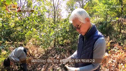 직접 담근 간장으로 만드는 아삭한 ‘돼지감자 장아찌’ TV CHOSUN 211115 방송