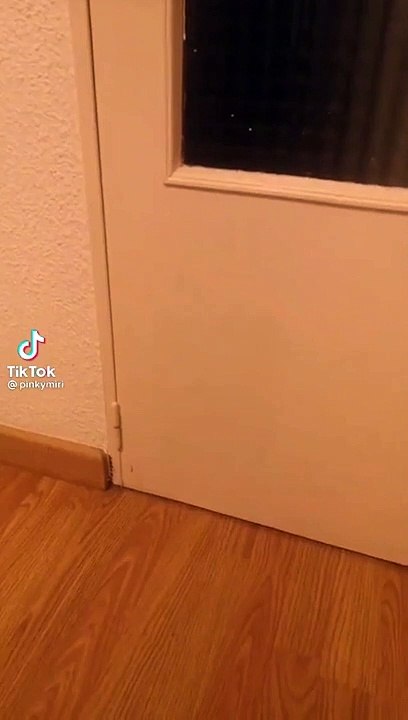 Un chat très mignon qui ressemble à celui du jeux Minecraft !