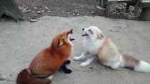 Une discussion très intéressante entre deux jolies renards !