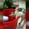 OMG So Cute Cats ♥ Best Funny Cat Videos 2021 ♥ cute and funny cat complement video #91