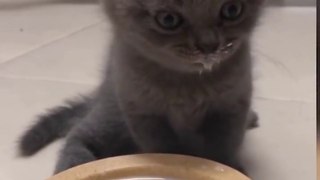 OMG So Cute Cats ♥ Best Funny Cat Videos 2021 ♥ cute and funny cat complement video #89