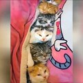 OMG So Cute Cats ♥ Best Funny Cat Videos 2021 ♥ cute and funny cat complement video #88