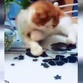 OMG So Cute Cats ♥ Best Funny Cat Videos 2021 ♥ cute and funny cat complement video #87