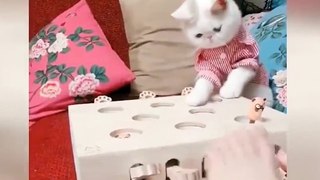 OMG So Cute Cats ♥ Best Funny Cat Videos 2021 ♥ cute and funny cat complement video #86