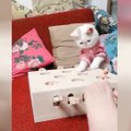 OMG So Cute Cats ♥ Best Funny Cat Videos 2021 ♥ cute and funny cat complement video #86
