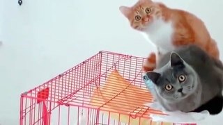 OMG So Cute Cats ♥ Best Funny Cat Videos 2021 ♥ cute and funny cat complement video #84