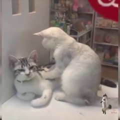 OMG So Cute Cats ♥ Best Funny Cat Videos 2021 ♥ cute and funny cat complement video #83