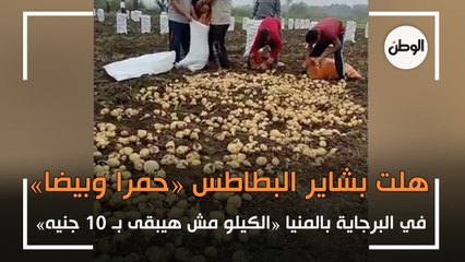 هلت بشاير البطاطس «حمرا وبيضا» في البرجاية بالمنيا «الكيلو مش هيبقى بـ 10 جنيه»