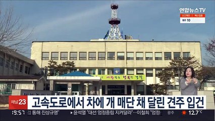 고속도로에서 차에 개 매단 채 달린 견주 입건