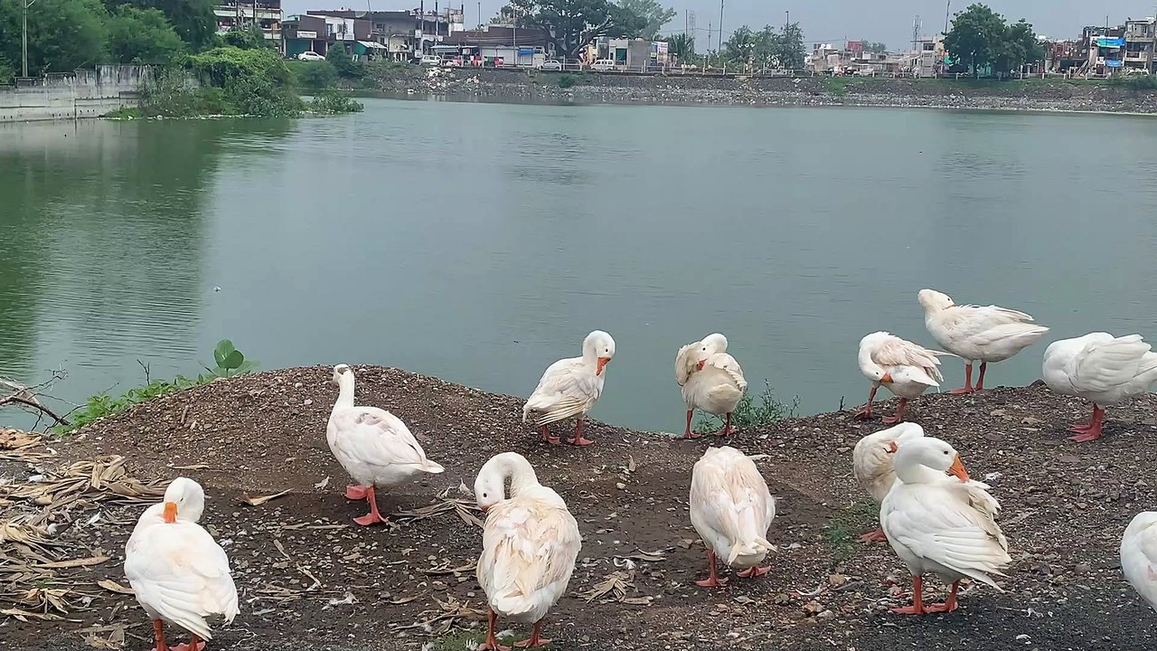 Ducks || Birds
