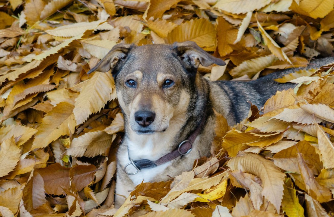 Dog tests positive for coronavirus