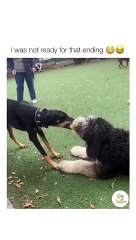 Unexpected end///#dogs funny fights videos