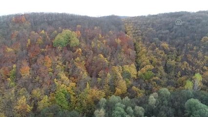 KIRKLARELİ - Istranca ormanları güz renklerine büründü