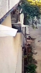 आहे तरी काय खाली ///dogs funny videos..//curest dog