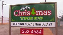 Escasez de árboles de Navidad en California tras los incendios forestales de verano