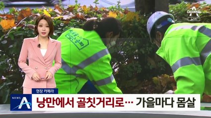 [현장 카메라]낭만에서 골칫거리로…가을마다 낙엽 몸살
