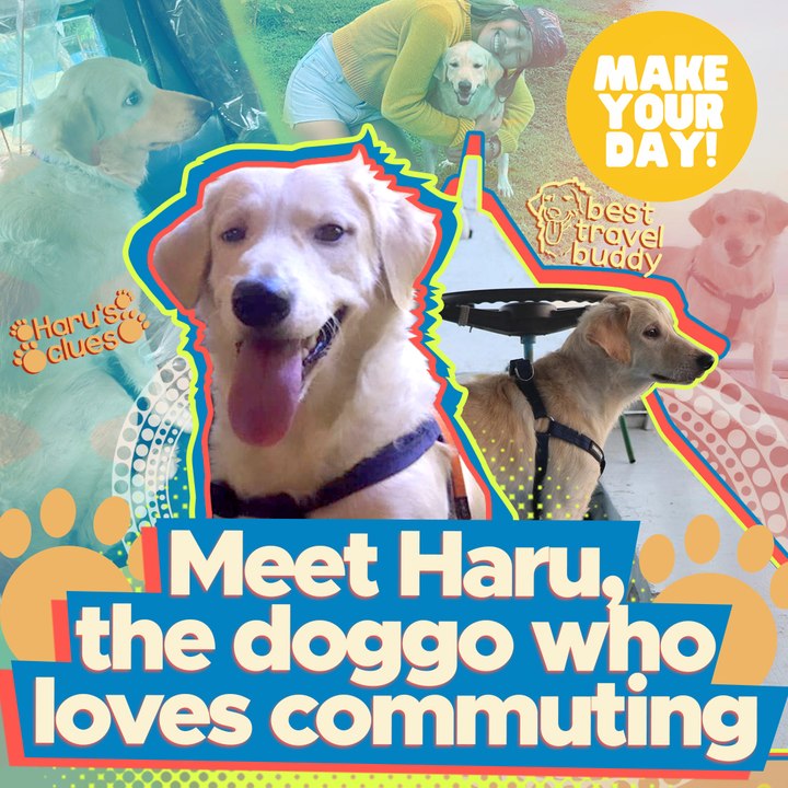 Meet Haru, the doggo who loves commuting | Make Your Day