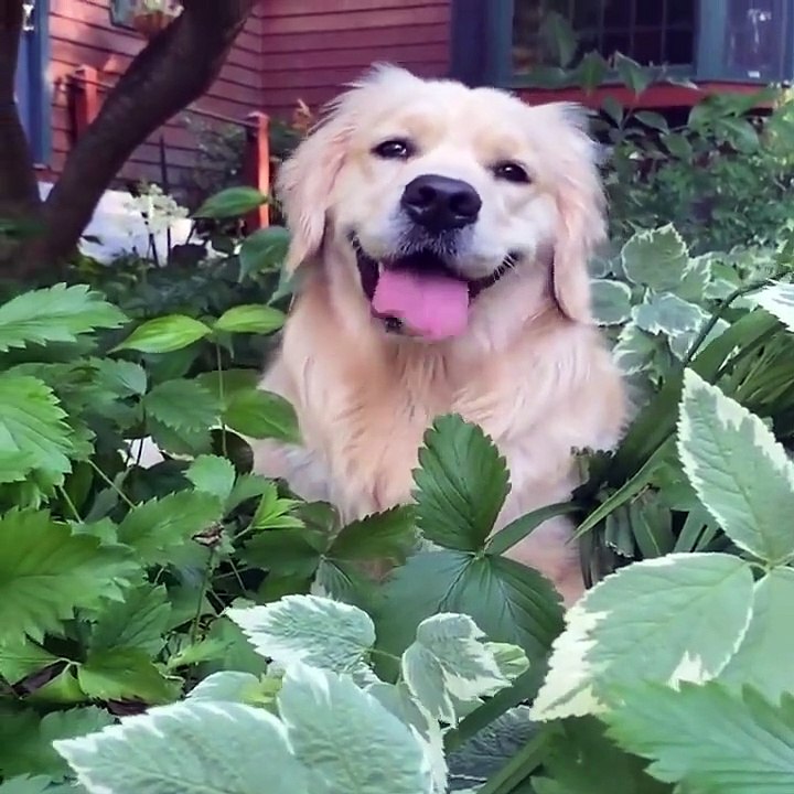 Funniest & Cutest Golden Retriever Puppies - 30 Minutes of Funny Puppy Videos 2021 #2