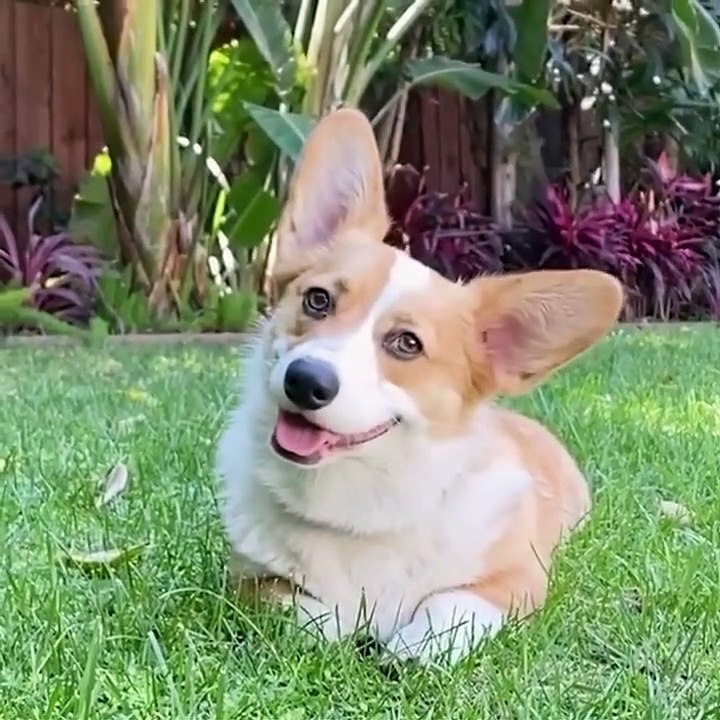 Baby Dogs  Cute and Funny Dog Videos Compilation #3 _ Funny Puppy Videos 2021