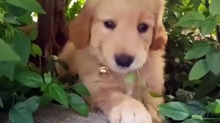Funniest & Cutest Golden Retriever Puppies #3 - Funny Puppy Videos 2021
