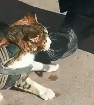 BAŞI KONSERVE KUTUSUNA SIKIŞAN KEDİ KURTARILDI