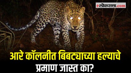 आरे कॉलनीमध्ये बिबट्यांच्या हल्यांच्या संख्येत वाढ.