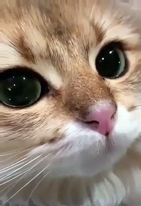 cats  mimse cat wait for it #Short