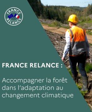 Adaptation de la forêt au changement climatique