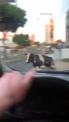 Une vache percute un scooter en France