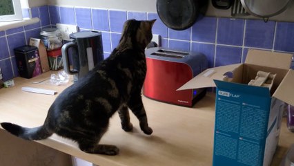 Ready Toast Pops Cat Off Counter