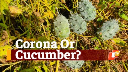 Cucumber or Coronavirus: Cucumber With Coronavirus-like Spikes Generates Attention