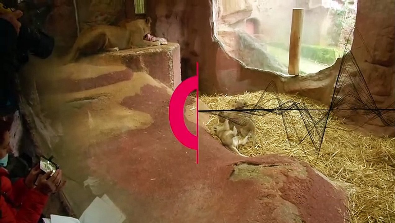 Newborn lion triplets unveiled to public in Germany