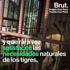 "Tiger mafia", así es la red de tráfico ilegal de tigres