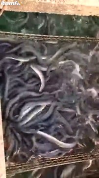 L'heure du repas pour ces milliers d'anguilles... Impressionnant
