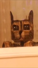 Quand ton chat joue à Minecraft