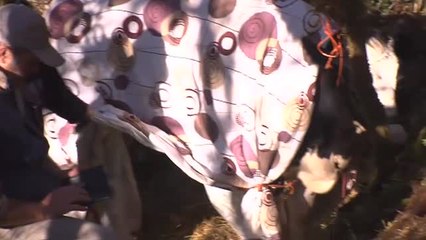 La angustiosa espera de una ternera pendiente de ser rescatada en Pontevedra