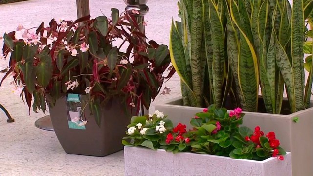 bd-plantas-para-decorar-los-balcones-151121