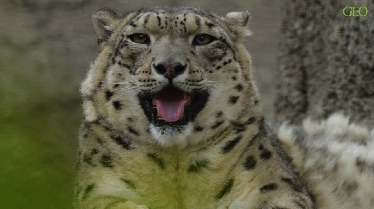 Environnement : au Pakistan, un piège photographique immortalise une panthère des neiges