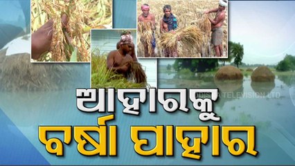 Unseasonal Rain Causes Crop Damage In Several Odisha Dists