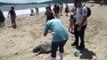 Banhistas registram aparecimento de tartarugas mortas em praia de Penha