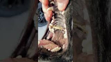 Poor Pup Gets Stick Stuck in Mouth