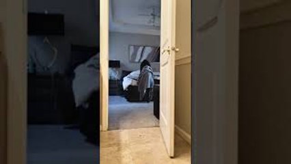 Giant Dog Hilariously Struggles Towards Sleep