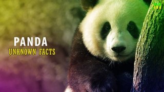 Giant Pandas l Interesting Facts of Panda l I Memory