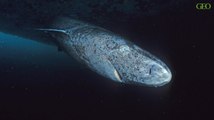 L'impressionnante espérance de vie du requin du Groenland