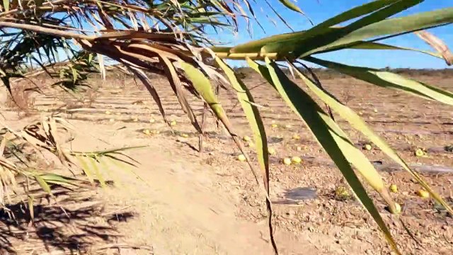 أحد أكبر أنهار المغرب عاجز عن بلوغ مصبه بسبب الجفاف